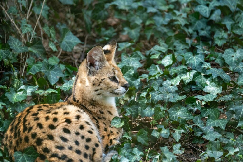 Savannah Cat