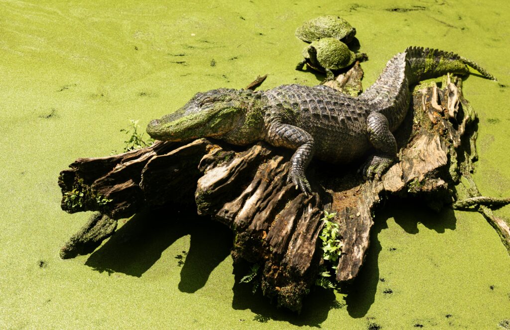 Alligator
