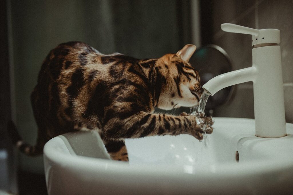 Cat drinking water
