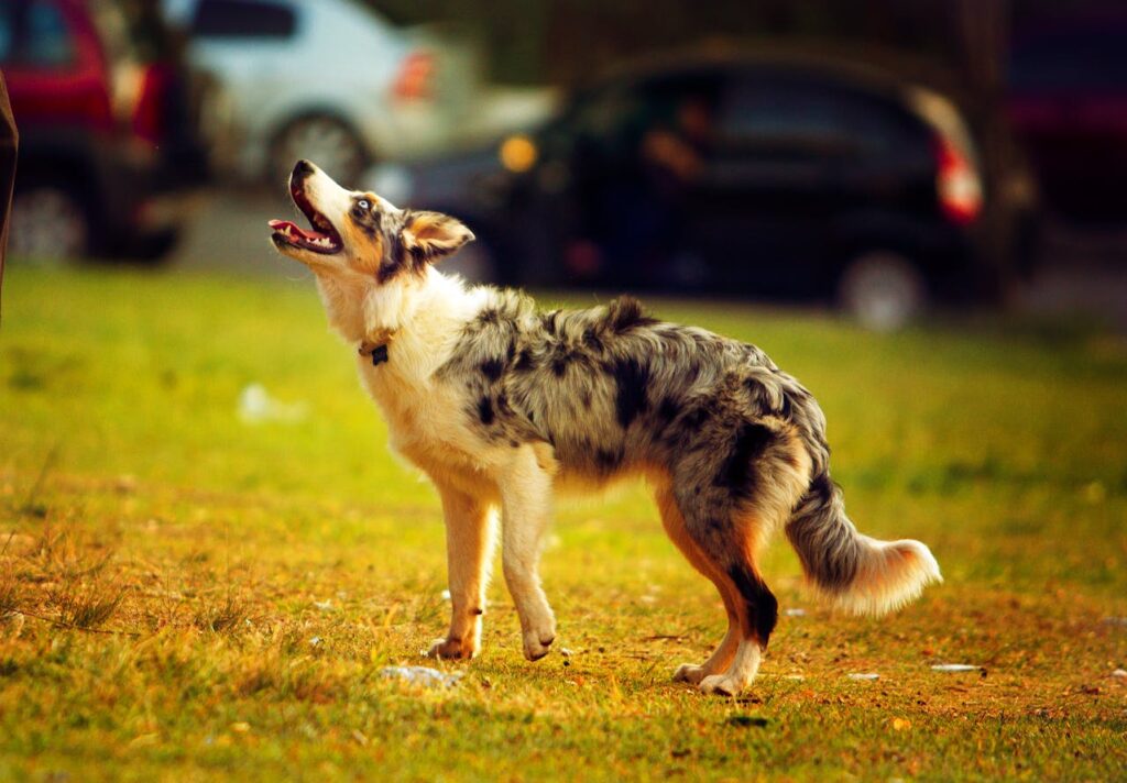 Australian Shepherd