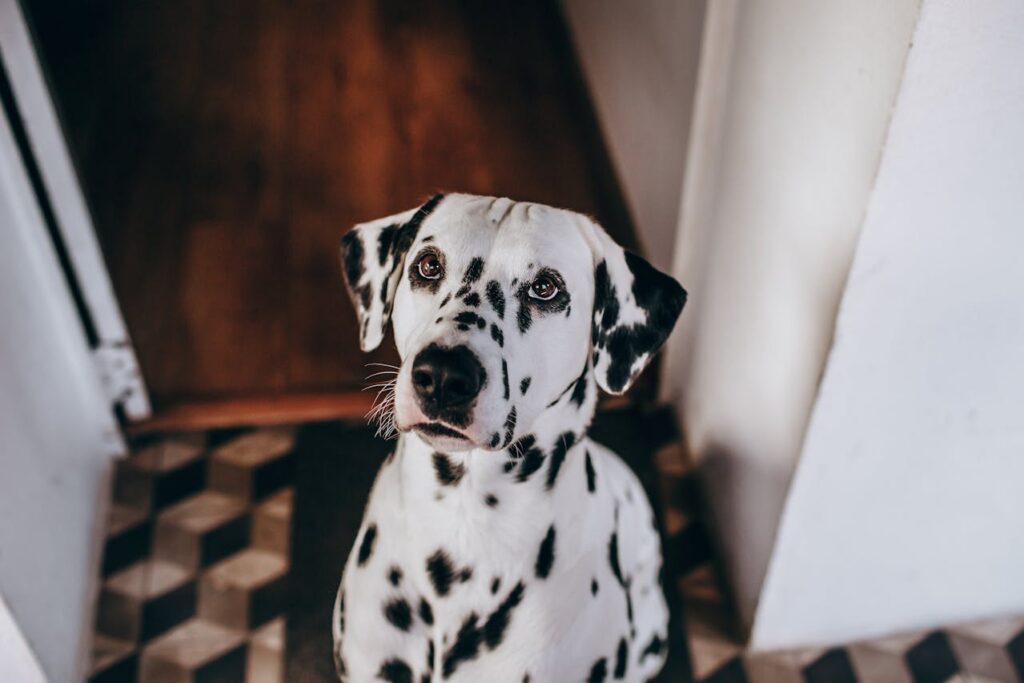 Dalmatian