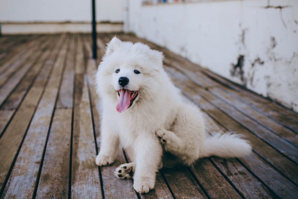 Purebred Dog