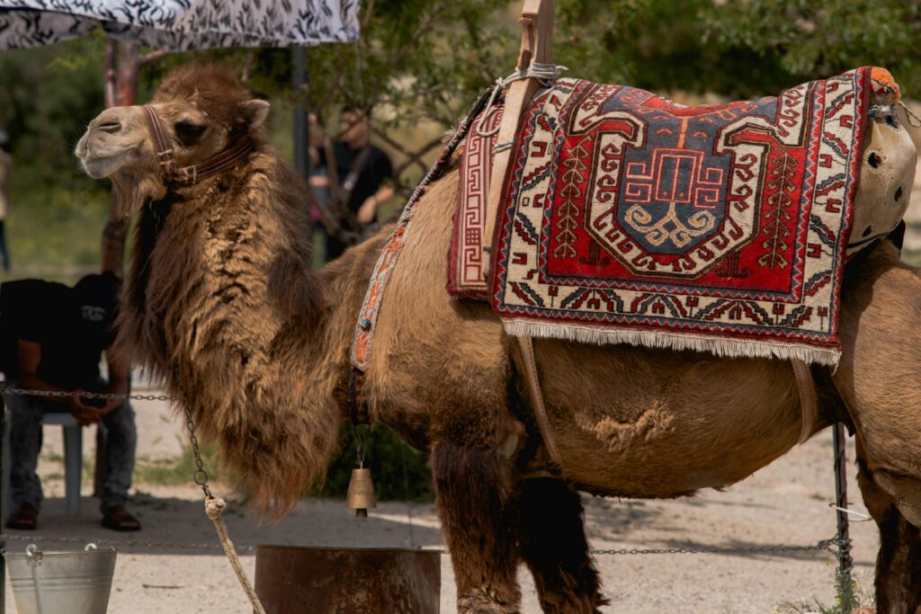 Camel
