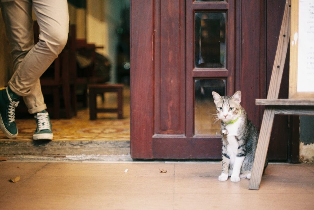 Cat in home