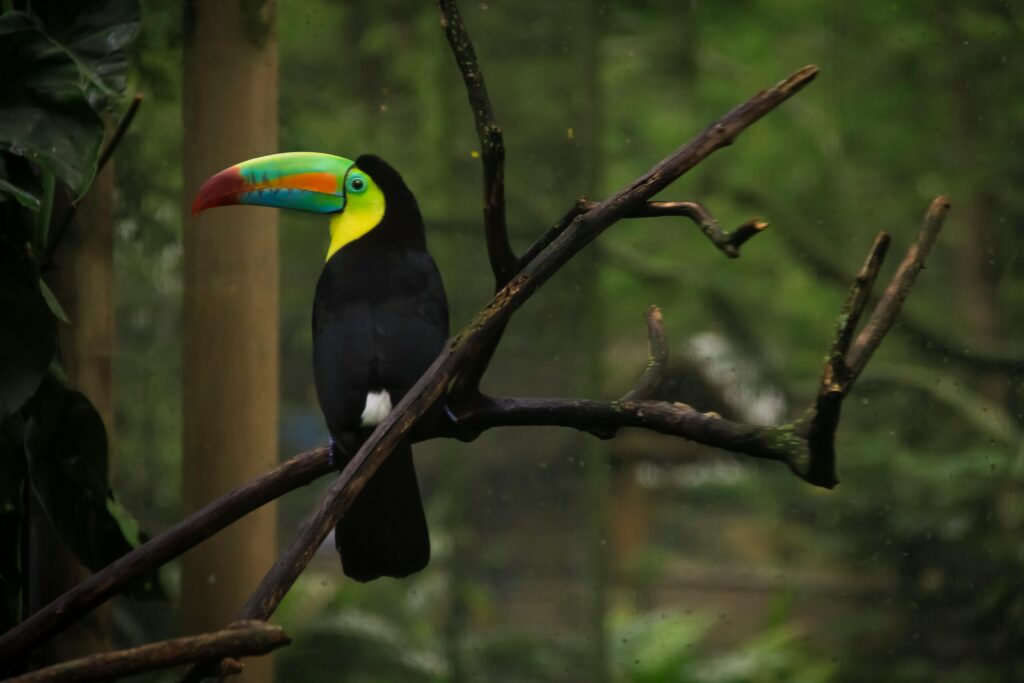 Keel-Billed Toucan