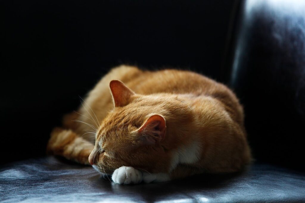 Sick cat