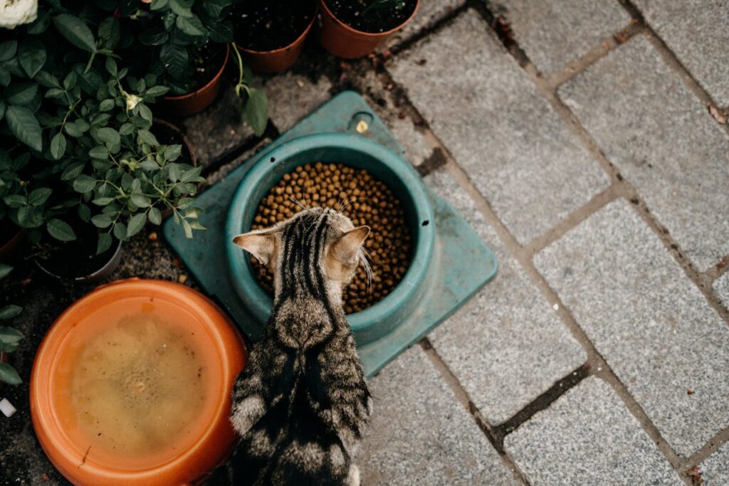 Cat feeding