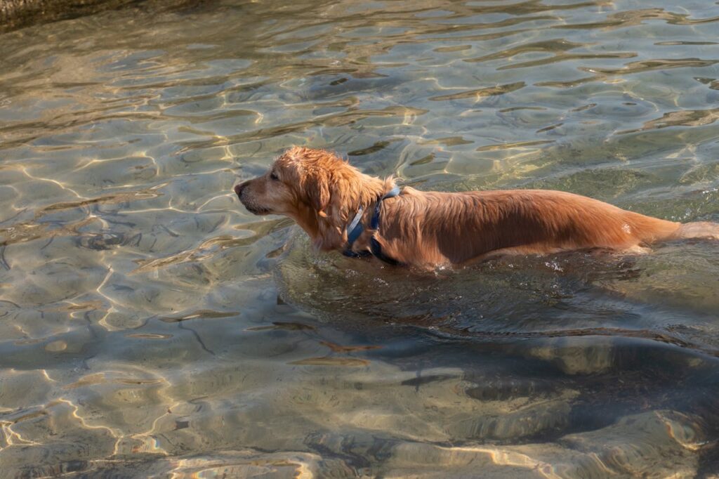 Golden Retriever Swimming