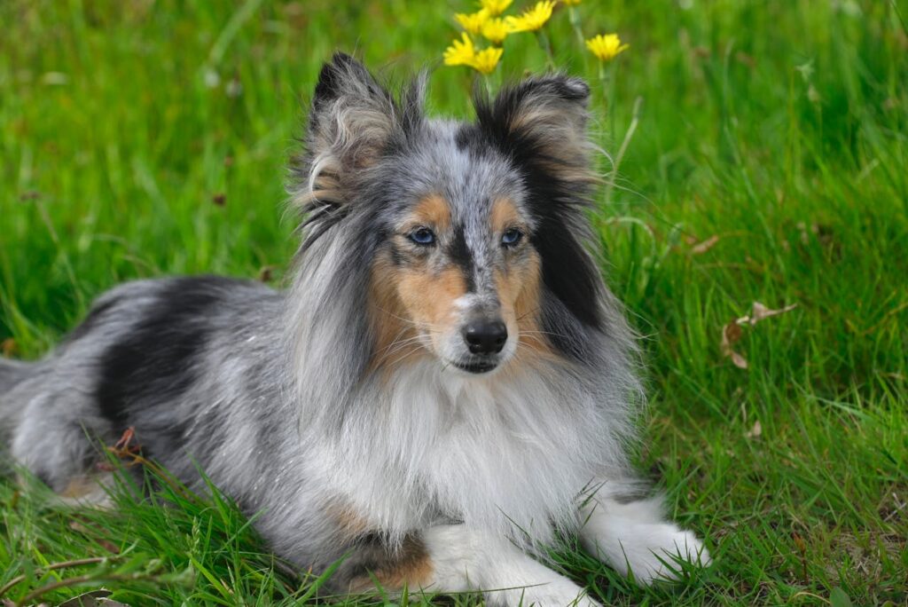 Shetland Sheepdog