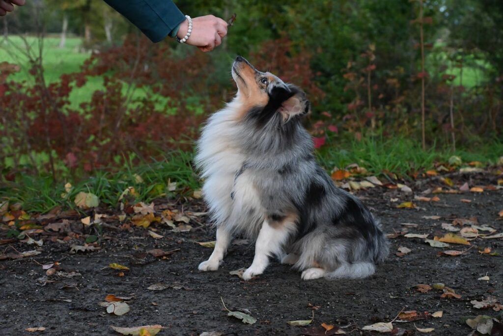 Dog treat