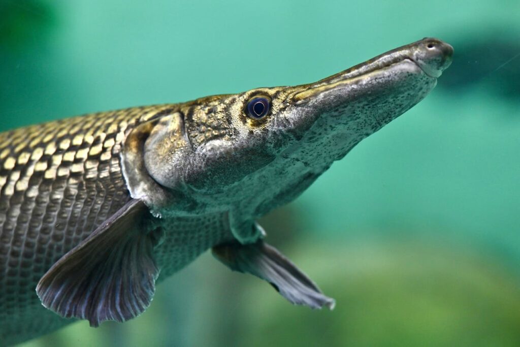 Alligator Gar