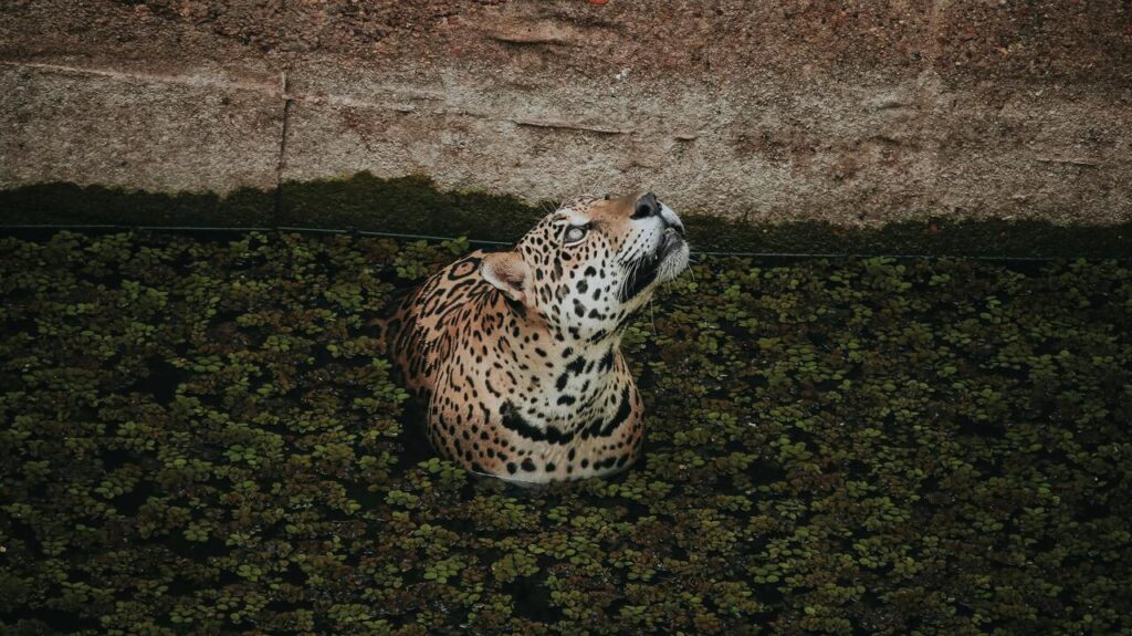 Jaguar swim