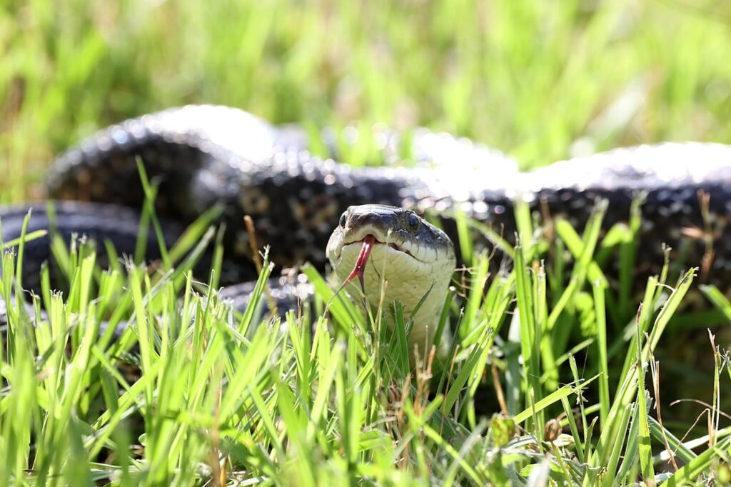Rat Snake