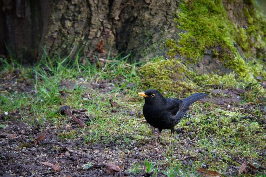 Blackbirds Foraging