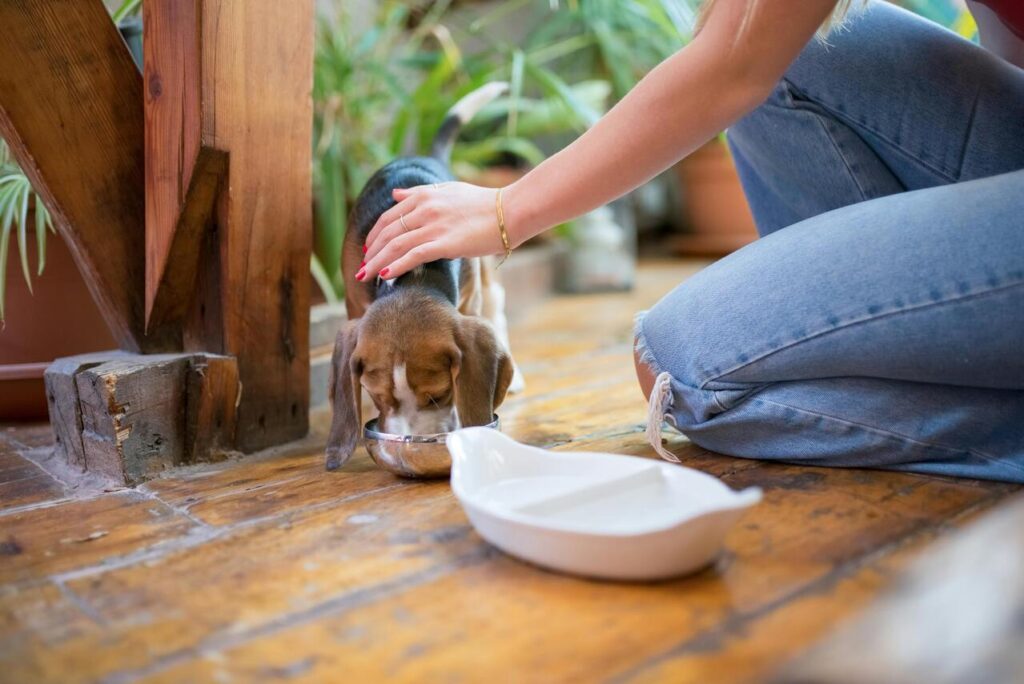dog drink