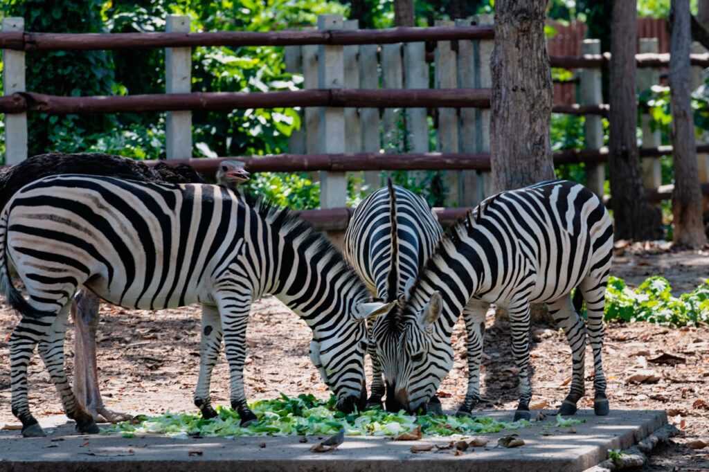 Zebras eating