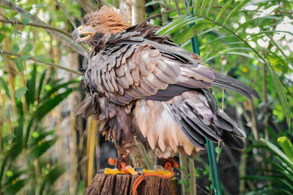 Philippine Eagle
