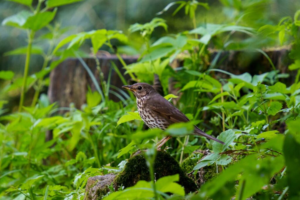 Song Thrushes Serenade