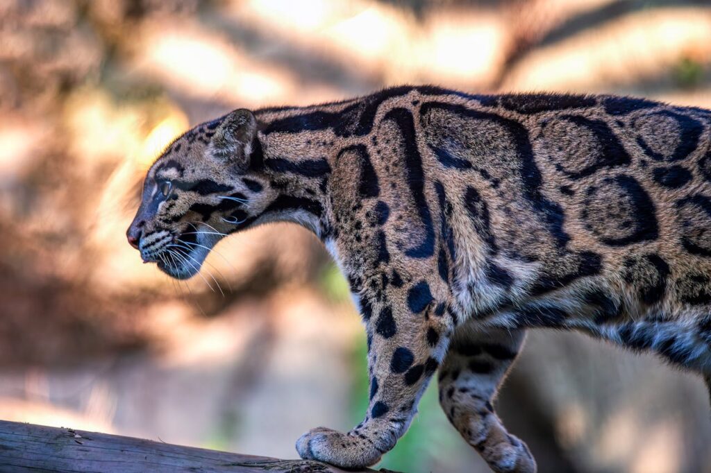 Clouded Leopard