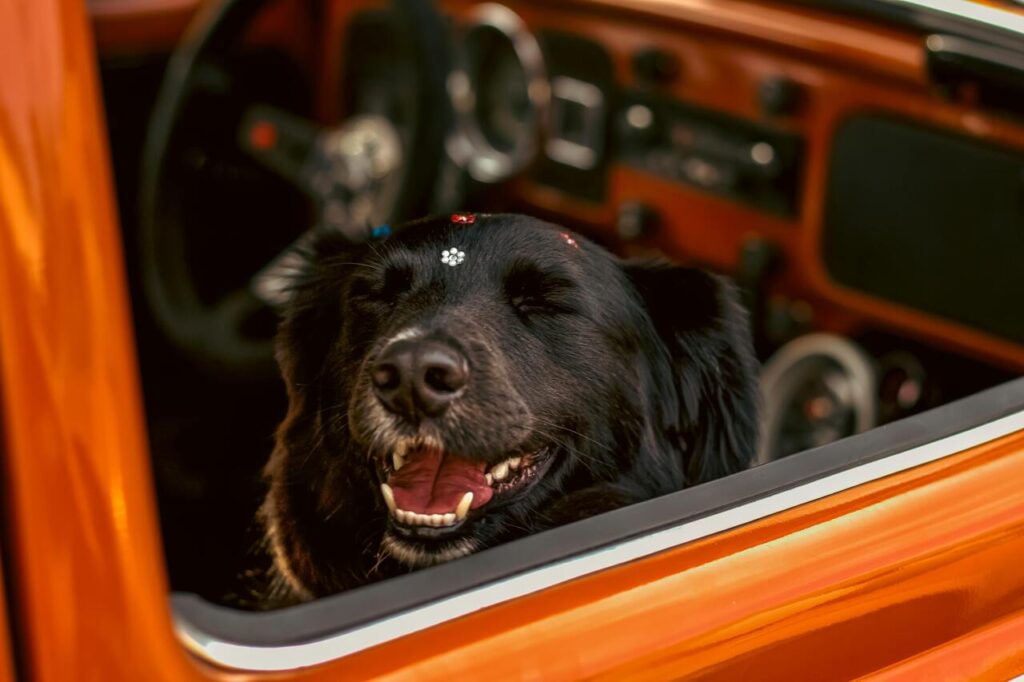 dog travel
