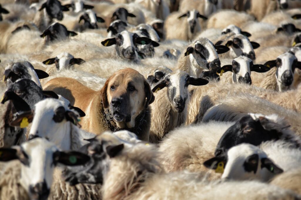 Caucasian Shepherd with sheeps