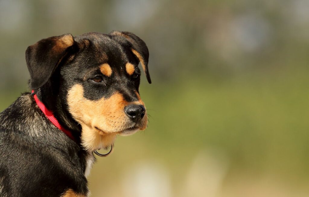 Rottweiler