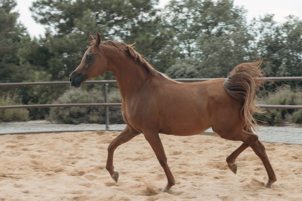 Arabian Horse
