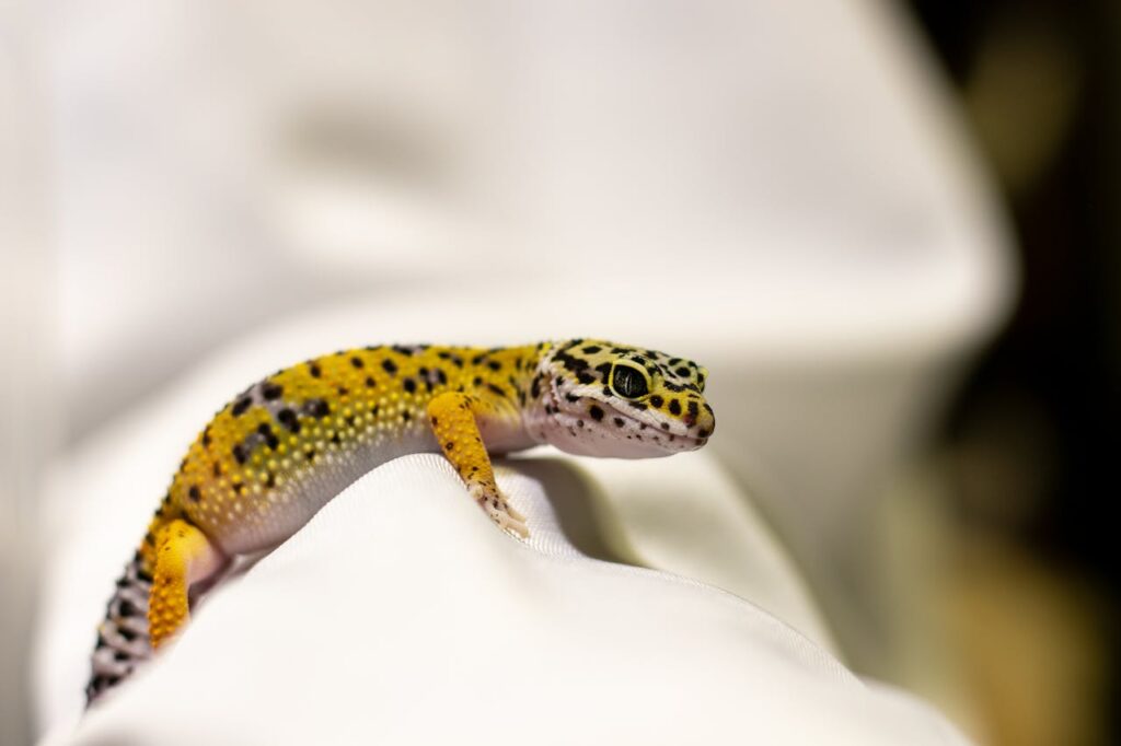 Pet Lizard