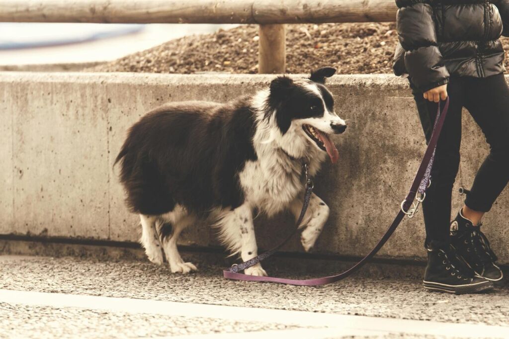 dog walk