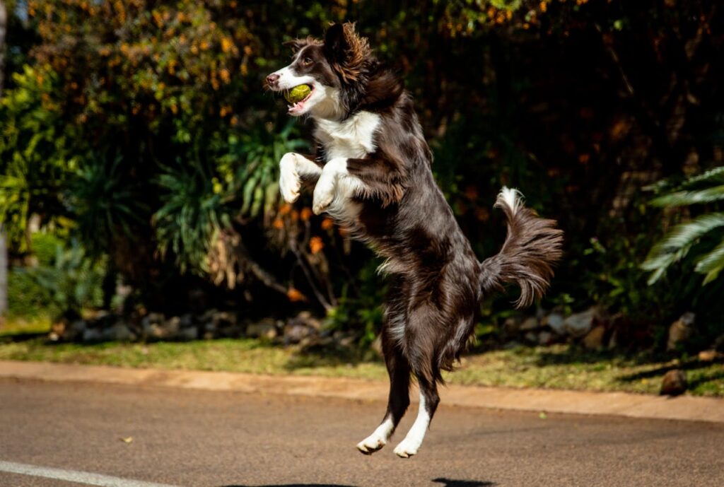 Dog playful jumping