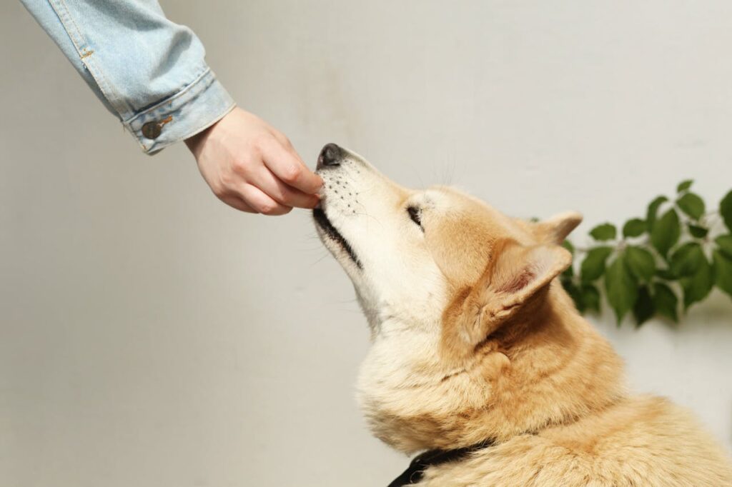 Shiba Inu