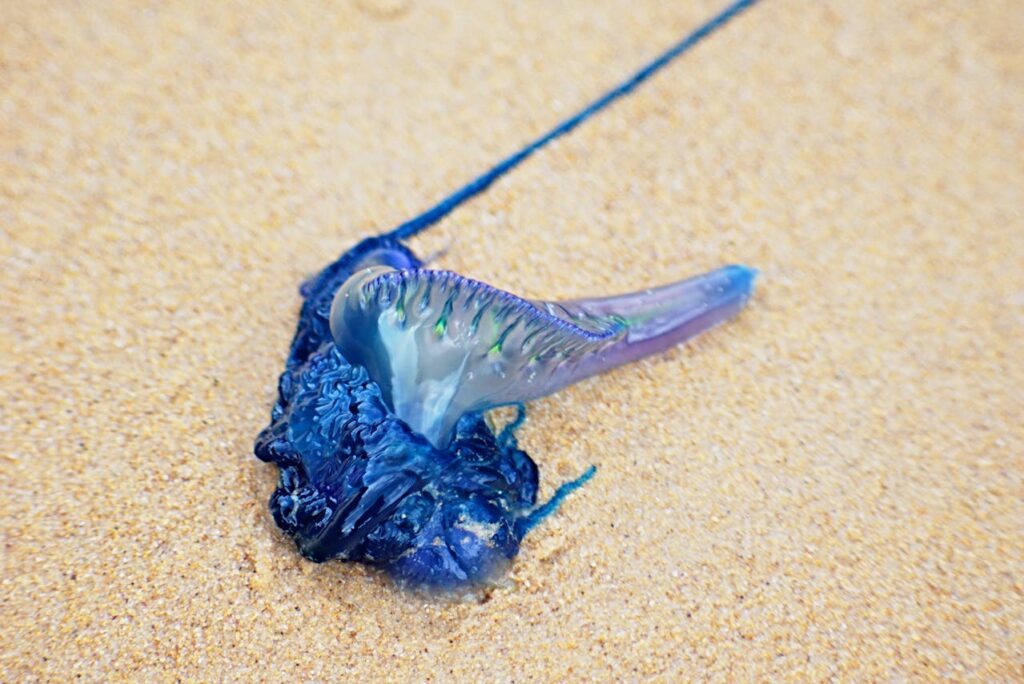 Portuguese Man o' War