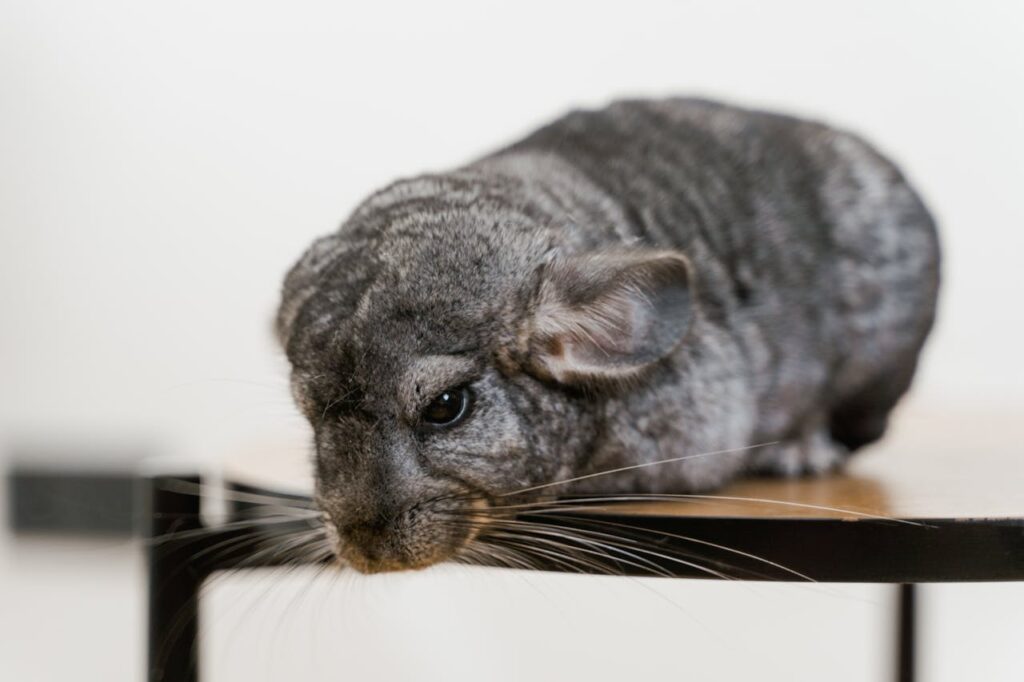 Chinchilla