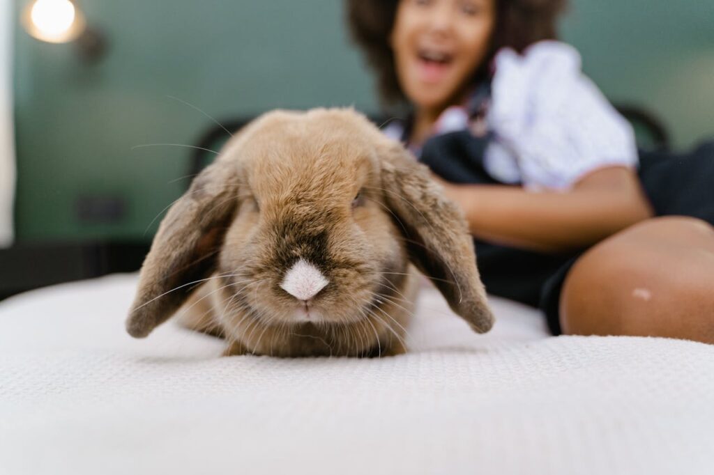 Rabbit
