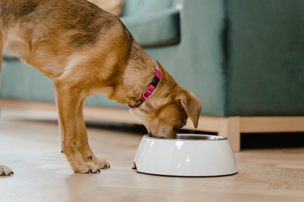 dog meal bowl