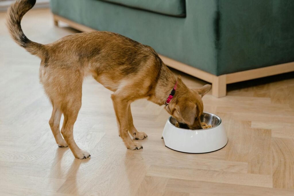 dog food