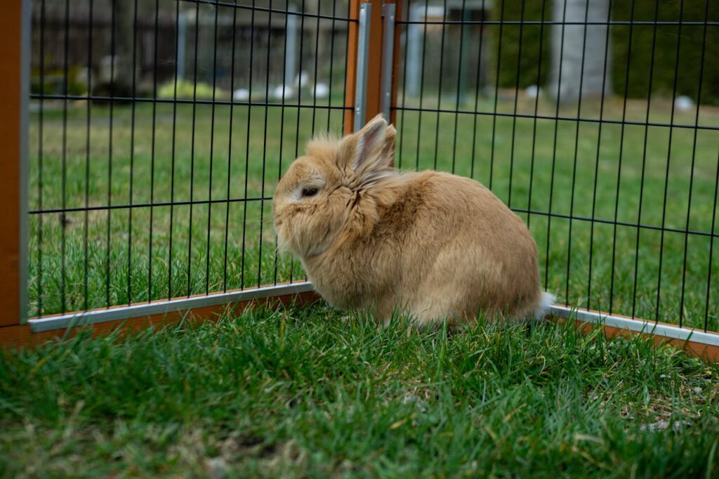 Rabbit