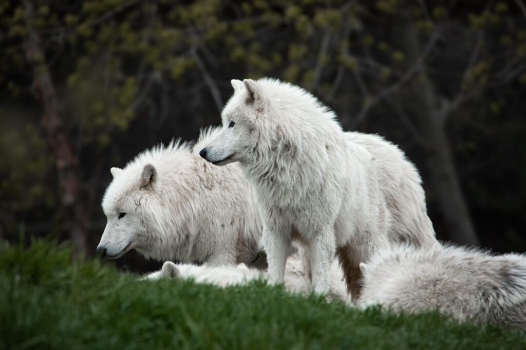 Arctic wolves