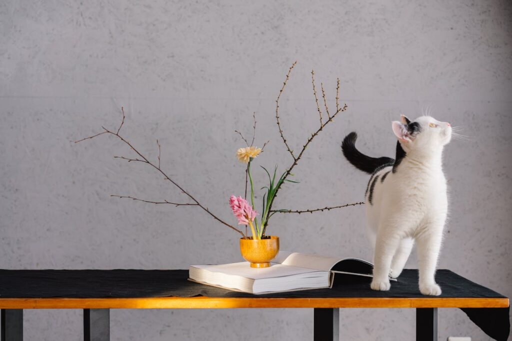 Curious cat
