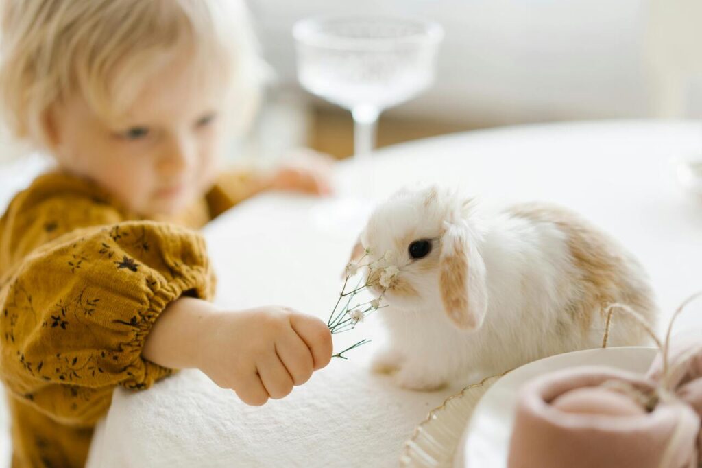 rabbit 