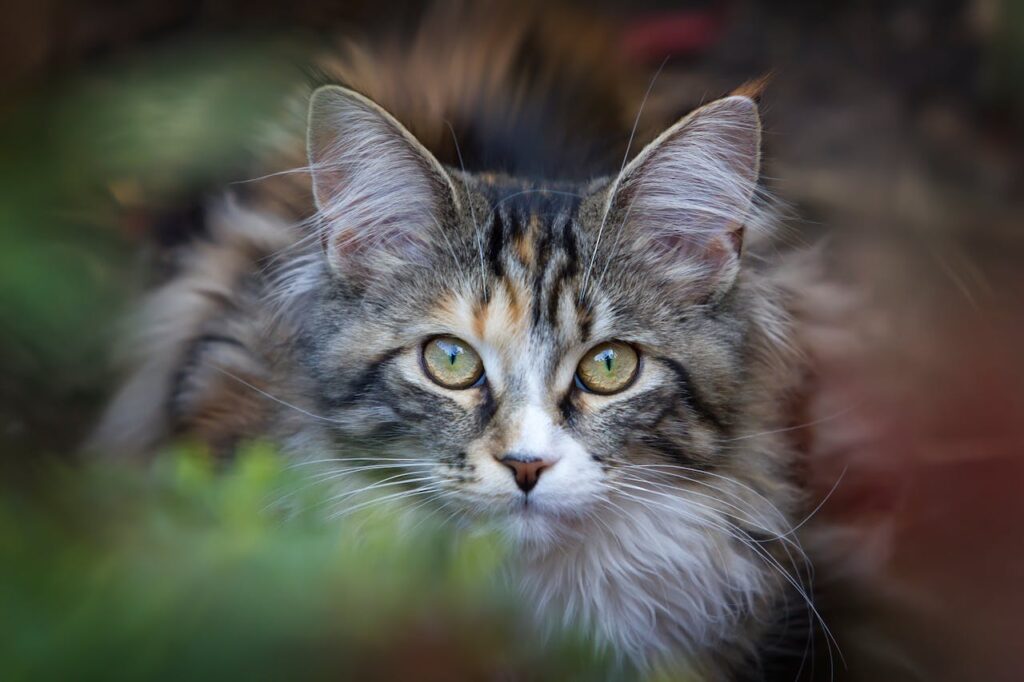 Birman