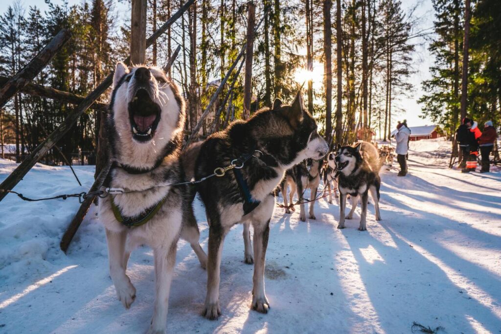 siberian husky pack