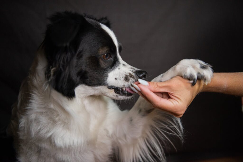 Dog feeding