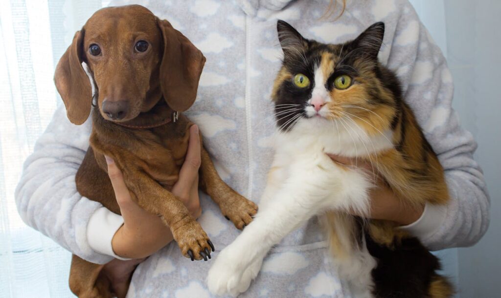 dachshund and cat