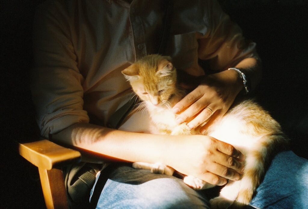 Cat cuddling