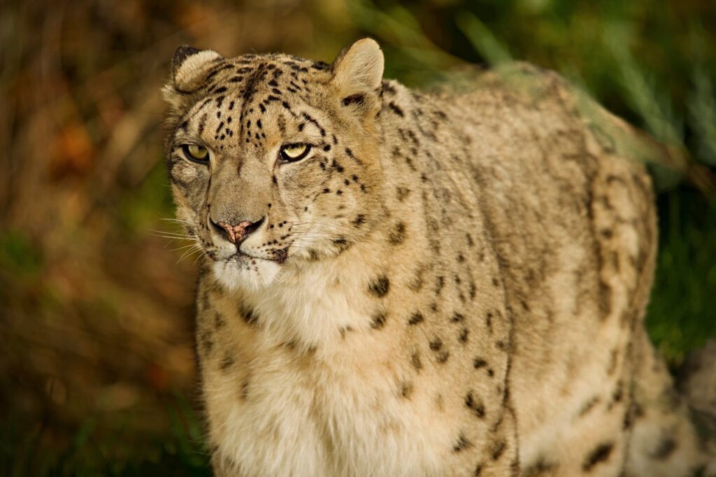 Snow Leopard
