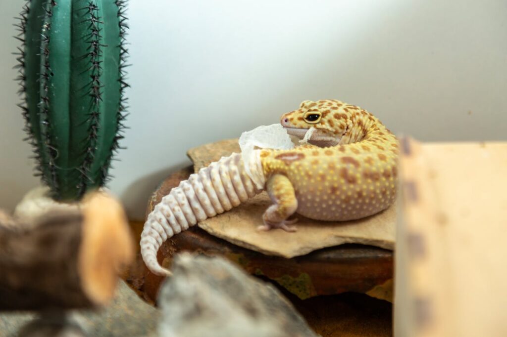 Pet Lizard Shed Skin