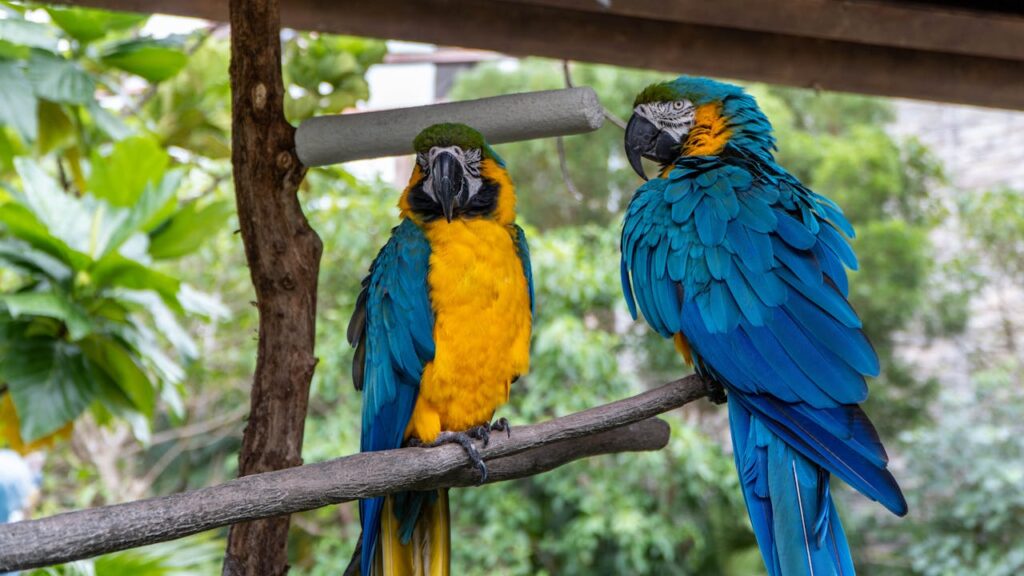 Spix's Macaws