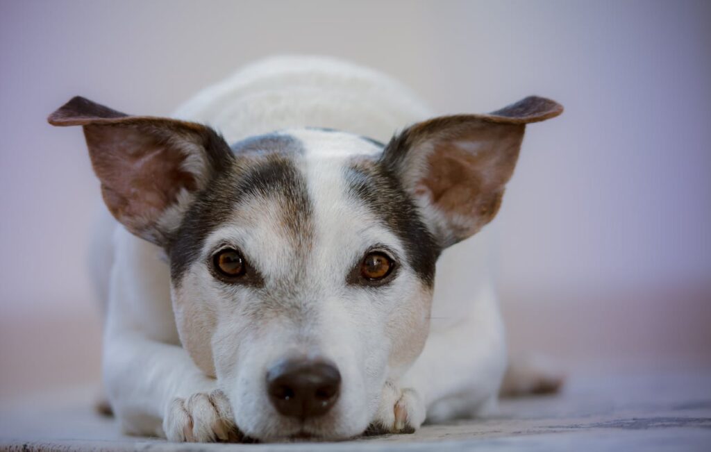A relaxed dog