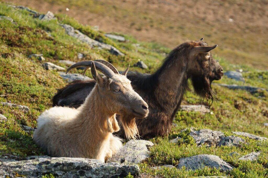 Goats